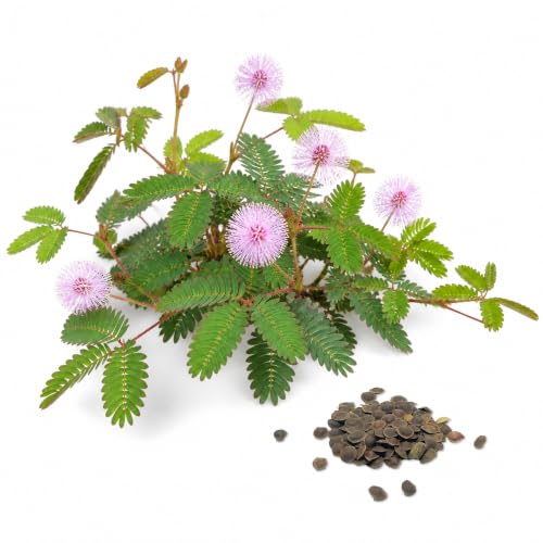 100 Sensitive Plant Seeds for Planting - Mimosa Pudica Seeds - Touch-Me-Not, Moving, Shy & Shameful Flower - by RDR Seeds