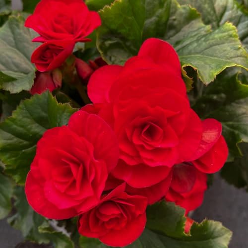Carbeth Plants - 10 x Begonia Double Red Summer Tubers - Large Headed Long Flowering Season Perennial Bulb Corms - Low Maintenance Pollinator Friendly - Grow in Beds, Borders and Patio Pots