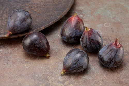 Petite Negri Edible Fig Plant -Ficus carica-Little Black Fig - 2.5" Pot