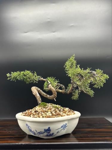 盆栽：特選糸魚川真柏 現品* しんぱく シンパク Sabina chinesis