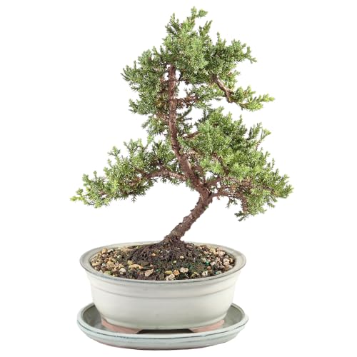 Best Outdoor Evergreen Bonsai Trees Uk