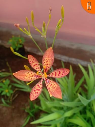 Couverture de Navagraha