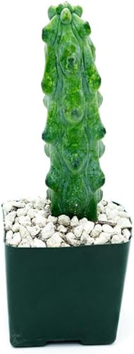 Boobie Cactus Myrtillocactus Geometrizans - Plantas suculentas raras vivas - Plantas de interior maduras para amantes de las plantas y disponible en Yaxa Peru