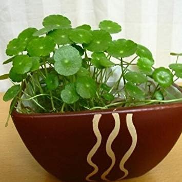 100pcs Dichondra repens Forst Seeds, Horseshoe Gold Seeds, Money Grass Seed