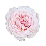 La pianta di rosa viva Roberto Capucci, ha fiori grandi dalla forma antica e resistenza moderna. Il colore rosa madreperla è elegante e delicato.