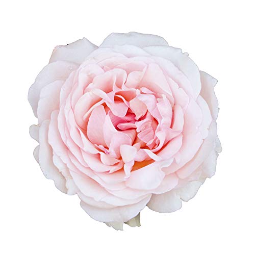 La pianta di rosa viva Roberto Capucci, ha fiori grandi dalla forma antica e resistenza moderna. Il colore rosa madreperla è elegante e delicato.