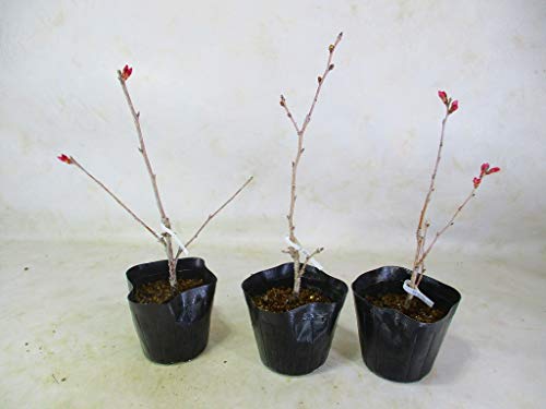 桜 苗木 3種組 オカメ桜/ケイオウ桜/十月桜 3号ポット 全高：約20～30㎝ サクラの苗木