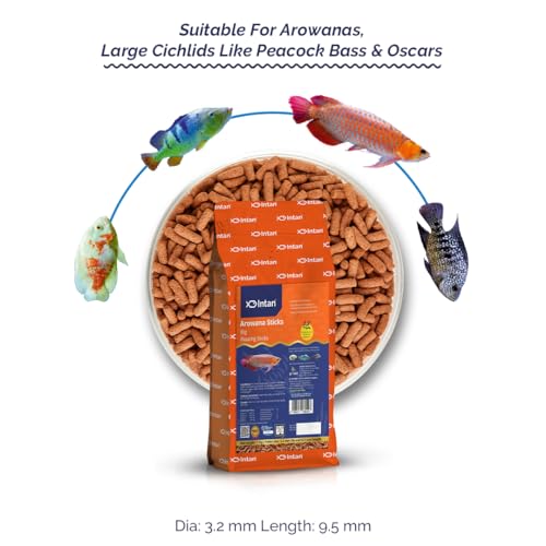 Image of Intan Aquatic Arowana Sticks Fish Food | Big Floating Stick for Arowana Fish | Large Pack 1 kg, Pellet Size 3.5 mm Dia and 9.5 mm Length, all life stages
