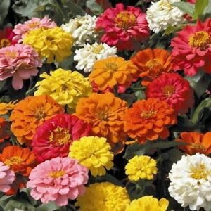 Zinnia CUTFLOWER Formula Blend 100+ Seeds Large Double Bright Bees