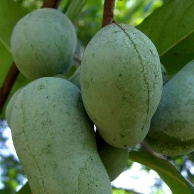 Amazon ポポー苗木 ワバッシュ 接ぎ木 スリット鉢植え 植木