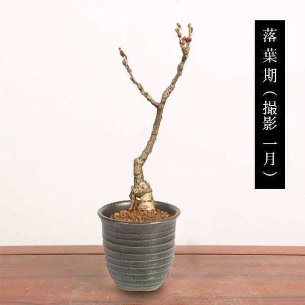 Amazon | 遊恵盆栽：一才藤（小・萬古焼みどり深鉢）*（春に開花