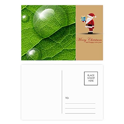 Cartes postales Père Noël à condensation pour plantes vertes : la magie de l'hiver