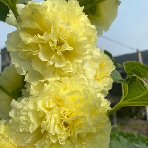 semi di malvarosa resistenti all'esterno biologici di malvarosa per luoghi soleggiati to perenni, ombra 400pcs