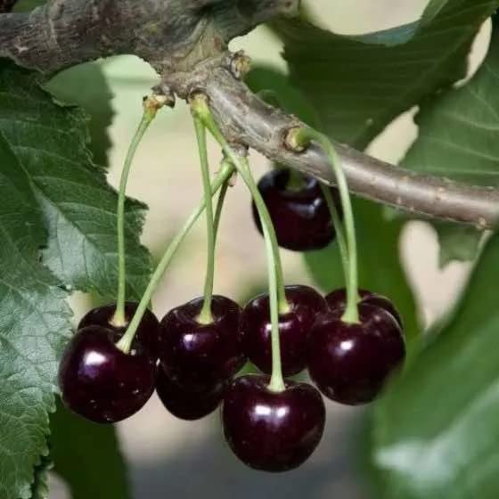 Cloud Farm Live Cherry Fruit/Black Tartarian Cherry/Sweetheart cherry 1 Healthy Live Fruit Plant CF_82 (B0BD5YMR9M) Amazon Price History, Amazon Price Tracker