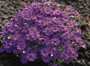 Hazzard'sBrachycome Brachy Blue 250 Seeds