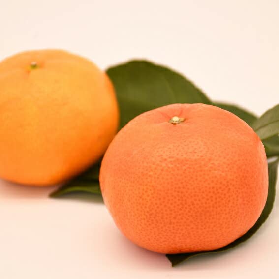 Amazon.co.jp: みかん 苗木 【小原紅早生 （おばらべにわせ）】 3年生