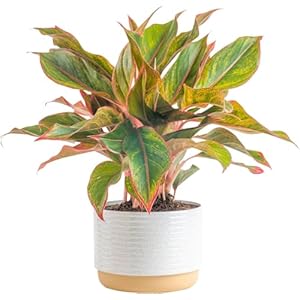Chinese Evergreen – Low-Maintenance Indoor Plant