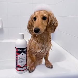   Petpost-Oatmeal-Chamomile-Shampoo-for-Dogs-with-Dry-Skin-Naturally-Heals-Protects-Rejuvenates-Dog-Skin-Coat-Oatmeal-Chamomile-Aloe-Yucca-Formula-16-oz