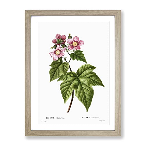 Blooming Raspberry Bush By Pierre Joseph Redoute Vintage Framed Wall Art Print, Ready to Hang Picture for Living Room Bedroom Home Office Décor, Oak A4 (34 x 25 cm)