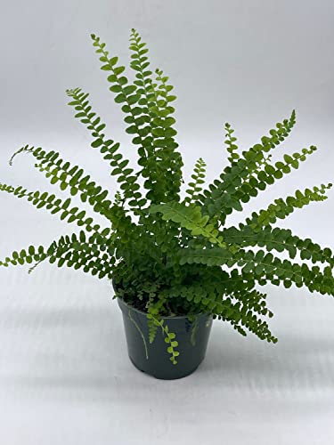 Boston Fern, 4 Inch, Nephrolepis Exaltata #TOP1