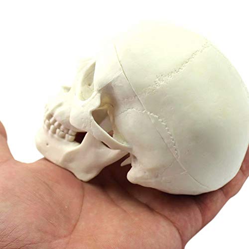 Global-Dental Human Mini Size Anatomical Head Bone Skull Bone Model Educational Model Teaching Model #TOP2