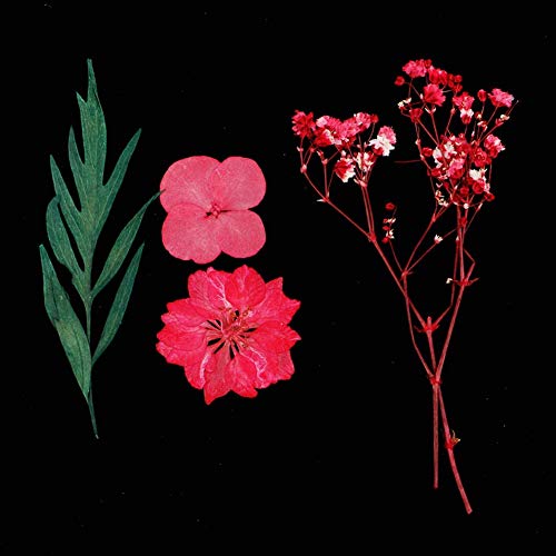 Flores Secas Naturales Presionadas Multicolor miniatura 2