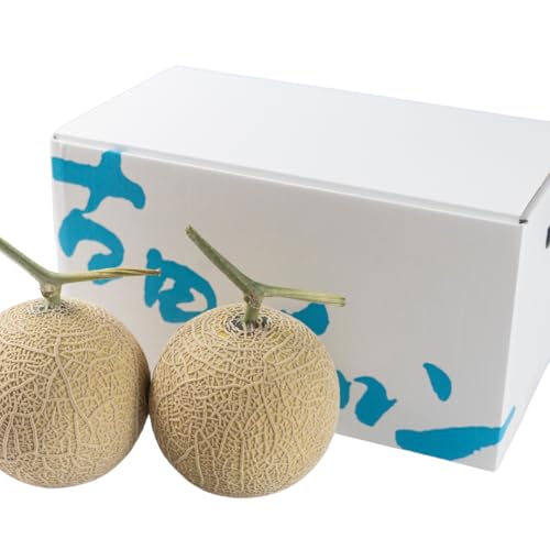 渥美半島石井農園・純系古田メロン2玉