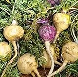 200 peruanische Ginseng-Gemüsesamen;Seeds Only