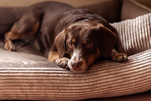 4L Textil Molly Hundebett Cord mittelgroße Hunde Hundekorb Hundekörbchen aus Cordstoff waschbar mit Bezug (80x60 cm, Braun)