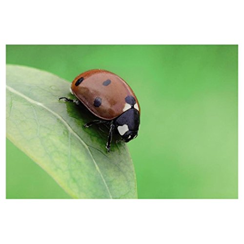 Hama LED-Macro-Ringleuchte f&uuml;r Spiegelreflexkameras mit Blitzschuh, Mit flexiblem Haltearm, Objektivdurchmesser 65 mm, Schwarz