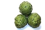 Frische Artischocken – mediterranes Gemüse zum Kochen, Dämpfen, Grillen, Füllen, für Antipasti, Salat, Vorspeisen & kreative Küche