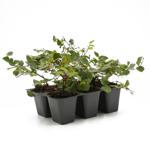 6 Creeping Fig, Live Plants – Ficus Repens – Fast-Growing