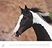 DUMONT - Beloved Horses 2026 - Wall Calendar 38 x 36 cm - Horse Photography by Christiane Slawik for Horse Lovers: Beloved Horses - Adorables Chevaux