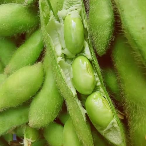 semi di edamame, resistenti di edamame da giardino resistenti perenni da giardino balcone in serra rampicanti verdi 200pcs