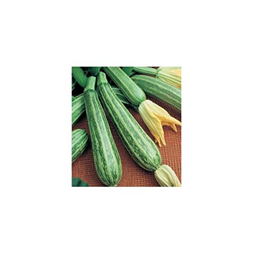 Idroponica Semi biologici di Zucchino Alberello Sarzana