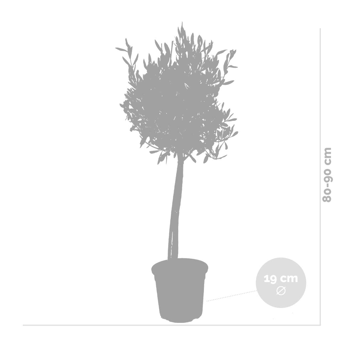 Bloomique - 2er-Set - Olea Europaea - Olivenbaum Echt - Gartenpflanzen Winterhart - Höhe 80-90 cm - Topf 19 cm