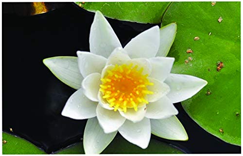 Lincolnshire Pond Plants Ltd - Pygmaea Alba Water Lily - Live Water Plant Aquatic Pond Lake Marginal - Kit