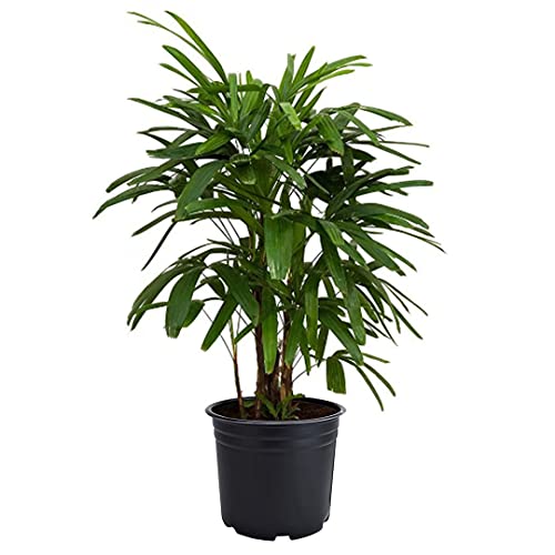American Plant Exchange Lady Palm – 6-Inch Pot – Live Easy Care Indoor Houseplant, Air-Purifying, Low-Light Tropical Palm for Home, Office, Apartment, and Indoor Décor