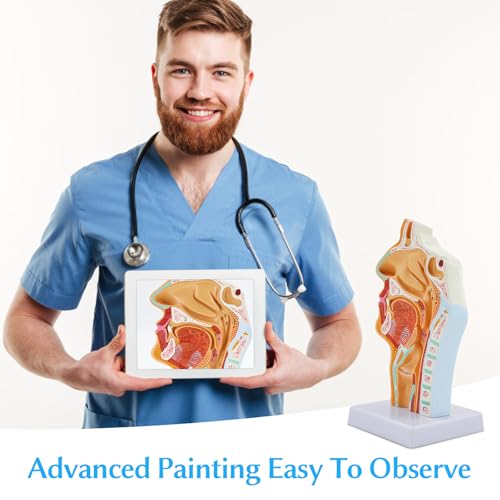 Nasen HöHlen Hals Anatomie Modell, Menschliches Anatomisches Pharynx Larynx Modell, für Studenten Studien Display Lehre