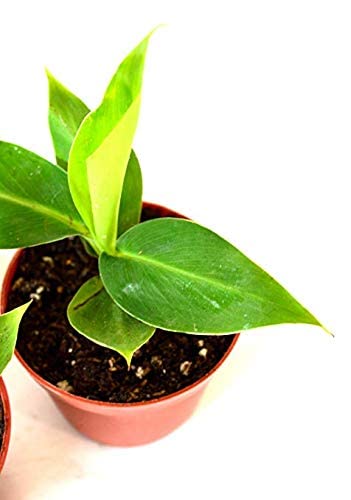 EdensField Live Kela/Banana Plant for Puja with Pot New (B09L6VBH46) Amazon Price History, Amazon Price Tracker