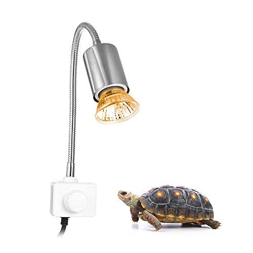 light tortoise