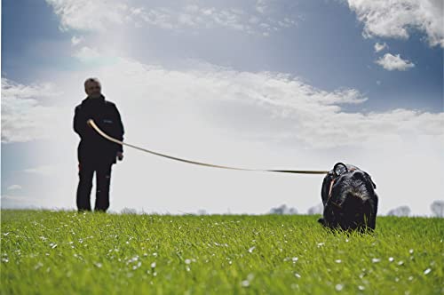 Dingo Gear Suchhundetrainingsausrüstung Fährtengegenstände Satz: Holz Leder Filz Kork Ausbildung von Hunden in Fährtenarbeit S06724