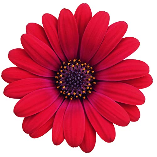 Osteospermum 'Erato Compact Cranberry'. Plug Plant x 4. African Daisy. Ideal for Pots. Red Bedding Flowers. Available from Bedwen Plants