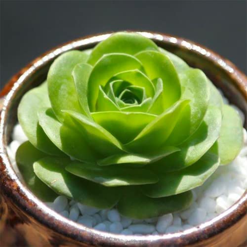 Exotic Pink Mountain Rose Succulent Seeds- 50 Seeds Eco Pack (B09P75H5DR) Amazon Price History, Amazon Price Tracker