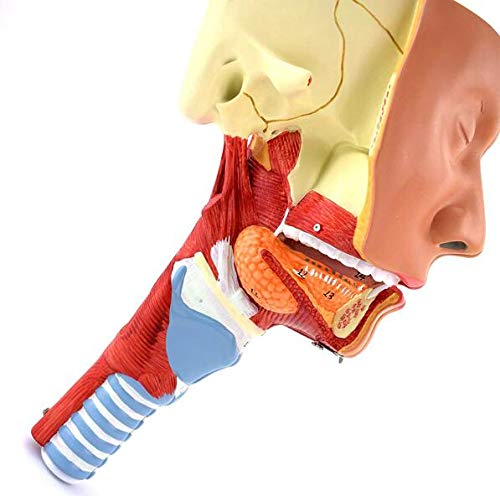 Anatomia głowy Mięsień gardłowy, gardło, usta, nos, język Model anatomiczny Narządy medyczne Materiały dydaktyczne