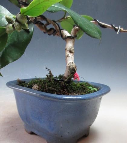 Amazon｜盆栽 花芽付き！椿（吹上絞り）の鉢植え【現品】（4204）2025