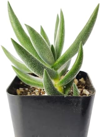 Miniatura 3 de Caja de suculentas  Colección única de suculentas de Crassula vivas, fáciles de cultivar, planta de interior para el hogar, totalmente enraizadas en