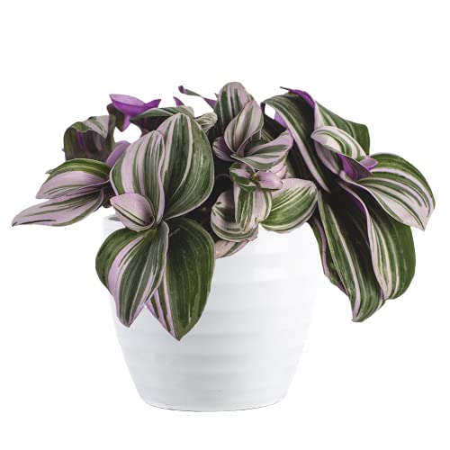 Costa Farms Live Indoor Trending Tropicals Tradescantia Nanouk Plant, 12-Inch Tall, White DÃ©cor Pot