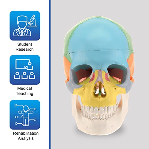 Image of LYOU Human Skull Model for Learning (Colored Skull)
