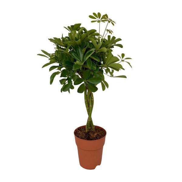 Strahlenaralie Schefflera Compacta Zimmerpflanze Ø19cm 80cm – pflegeleichte Grünpflanze für Wohnzimmer, Büro & helle Standorte kaufen